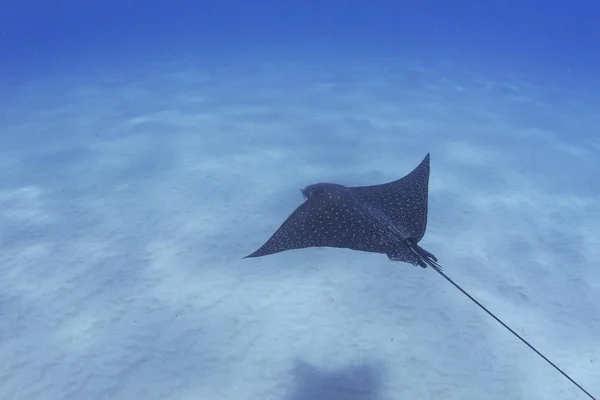 Vista Submarina Natación Con Rayo Murciélago Fondo Del Mar Hawaii — Foto de Stock