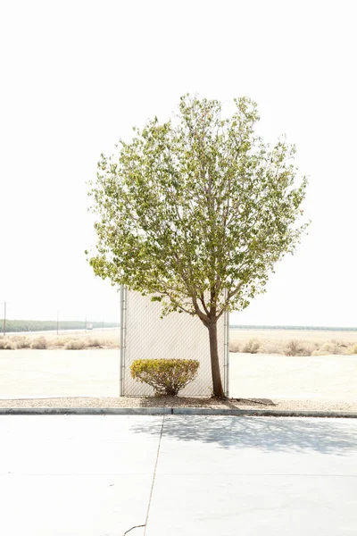 Einsamer Baum Auf Parkplatz — Stockfoto