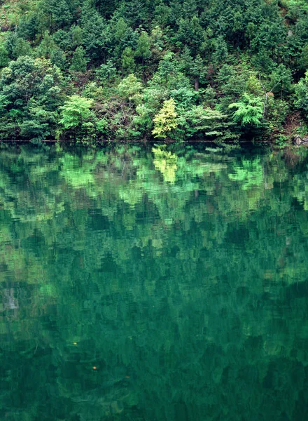 Arbres Près Eau — Photo