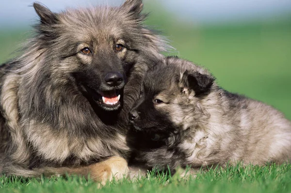 Zwei Hunde auf dem Rasen — Stockfoto