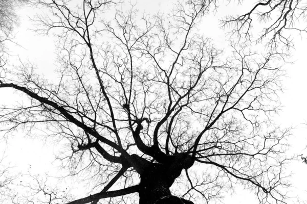 Gołe Drzewo Nad Niebem — Zdjęcie stockowe