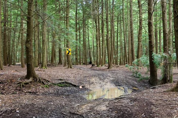 Ormandaki Ağaçta Işareti — Stok fotoğraf