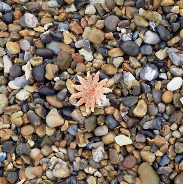 Étoile Mer Sur Plage Galets — Photo