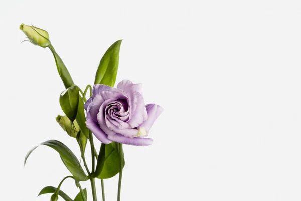 Eustoma Flower White Background — 스톡 사진