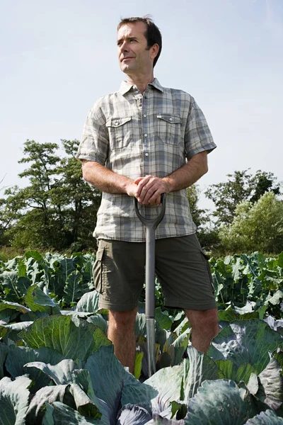 Man Standing Cabbage Field — Stock Photo, Image