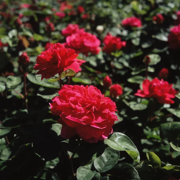 Red Rose Bush Close — Stock Photo, Image