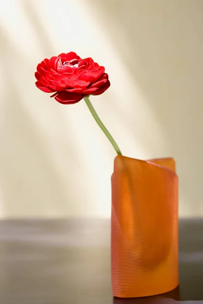 Flor Vermelha Ranunculus Vaso — Fotografia de Stock