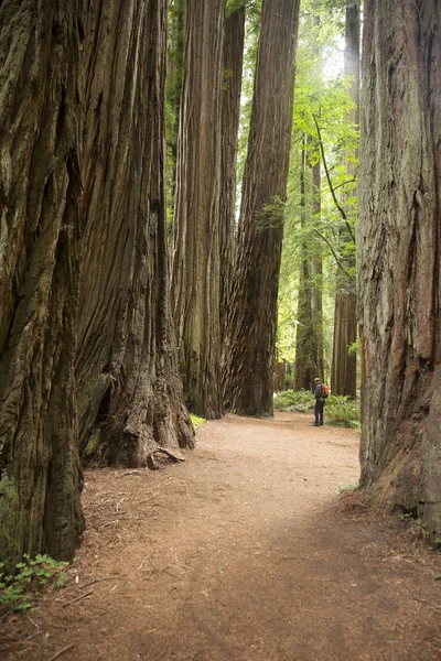 Volwassen Man Redwoods National Park California Verenigde Staten — Stockfoto