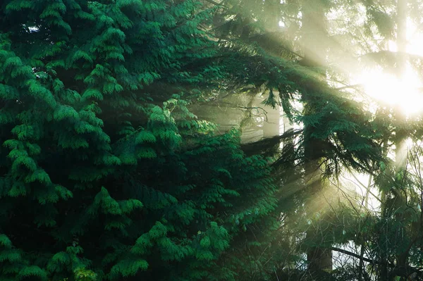 Luz Solar Através Árvores Floresta — Fotografia de Stock