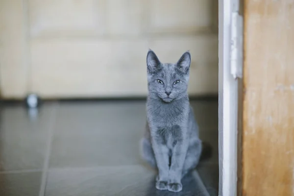 Russo gato azul olhando para a câmera — Fotografia de Stock