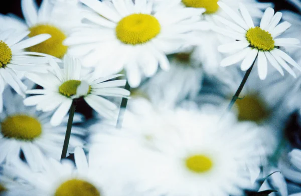 Daisies Flowers Close — Stock Photo, Image