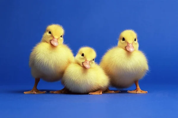 Tres Patos Aislados Sobre Fondo Azul — Foto de Stock
