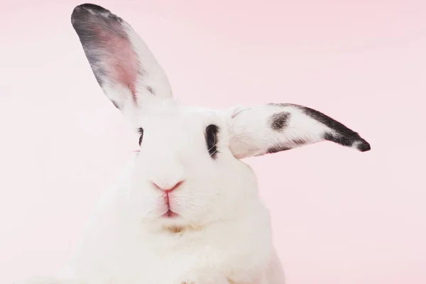 Coniglio Bianco Isolato Sfondo Bianco — Foto Stock