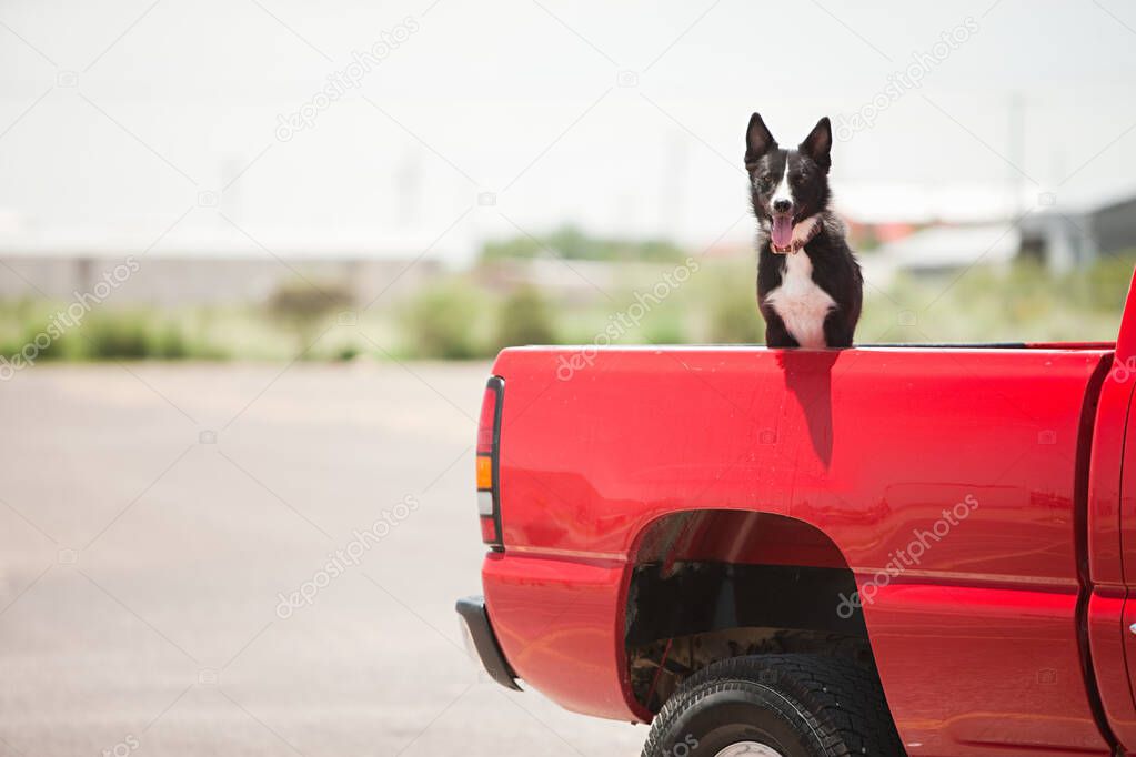 Dog in red truck