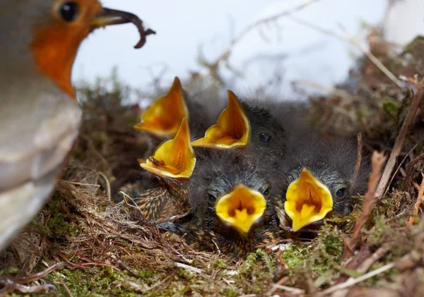 ロビンと5匹の雛が巣に — ストック写真