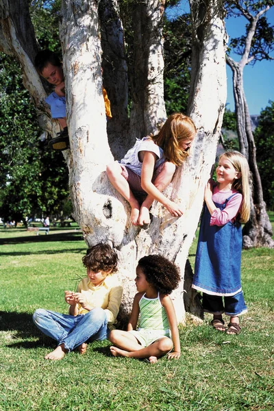 Niños Jugando Árbol —  Fotos de Stock