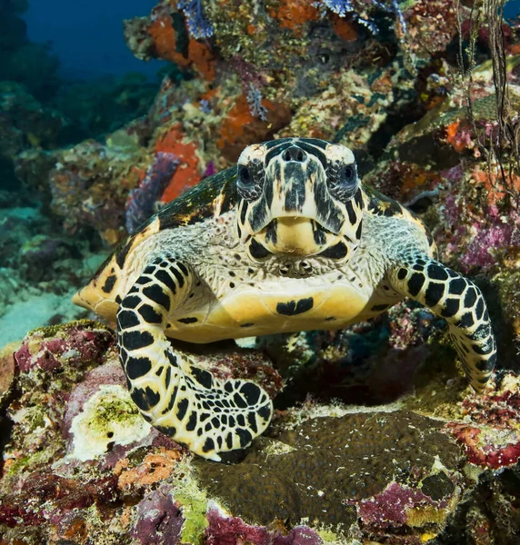 Tortuga Mirando Cámara Agua — Foto de Stock