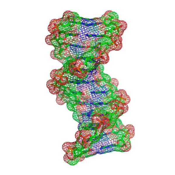 Beyaz Arkaplan Üzerinde Dna Molekülü — Stok fotoğraf