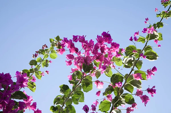 Rosa Blumen Über Dem Himmel — Stockfoto