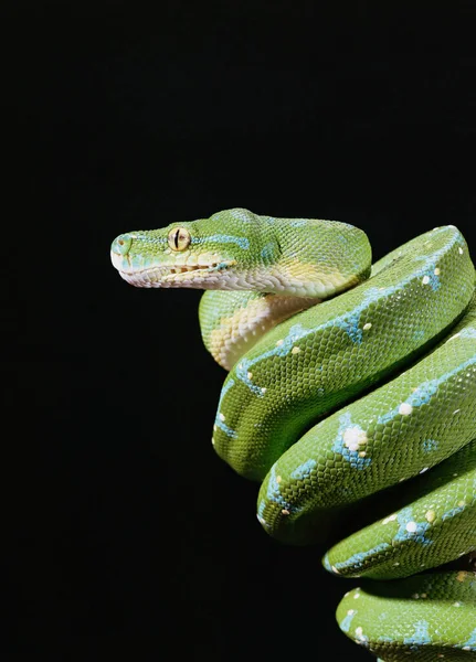 Grönt Träd Python Över Svart Bakgrund — Stockfoto