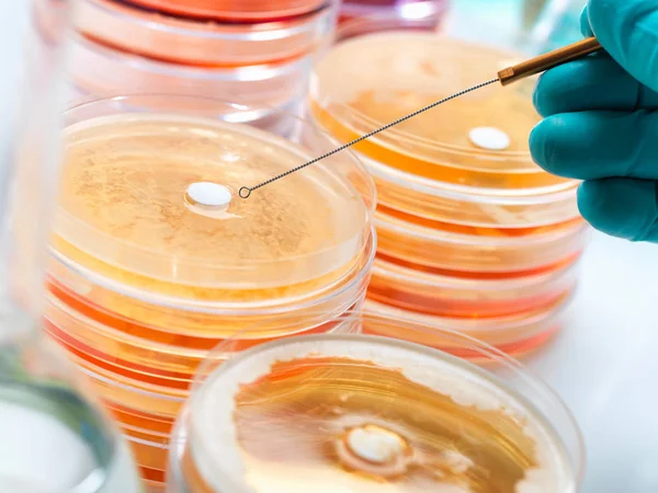 Antibiotikumokat Vizsgálnak Hogy Lássák Mennyire Ellenállóak Baktériumokkal Szemben — Stock Fotó