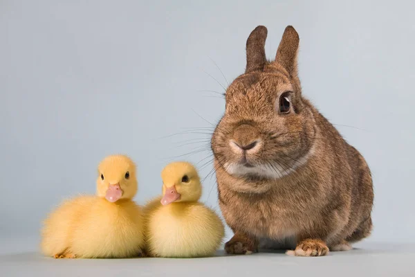 Zwei Entchen Und Kaninchen Studioaufnahme — Stockfoto