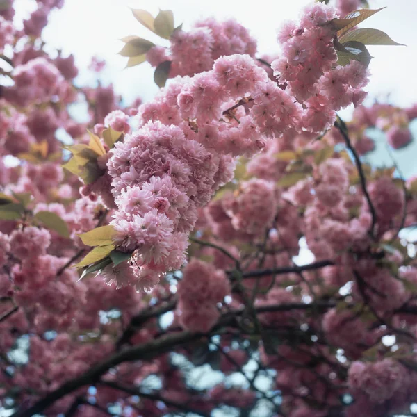 Flor Cerezo Cerca — Foto de Stock