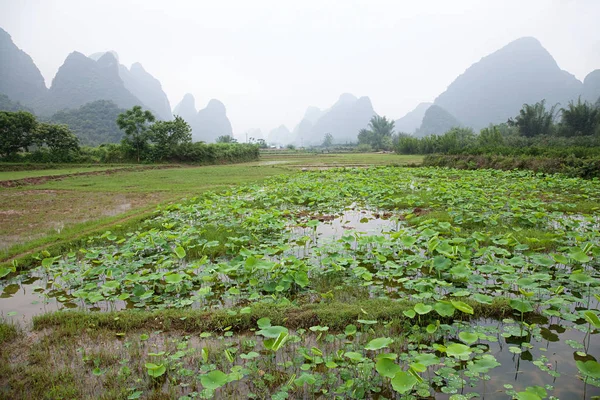 Kina Guangxi Provinsen Yangshuo Paddy Fält — Stockfoto