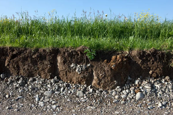 Soil and grass cross section — Stockfoto