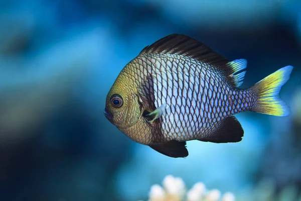 Underwater View Dascyllus Flavicaudus Yellowtail Dascyllus Palmerston Atoll Cook Islands — Stock Photo, Image