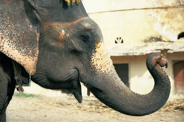 Cabeça Elefantes Vista Lateral — Fotografia de Stock
