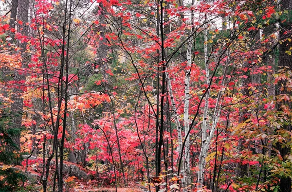 Birch Maple Trees Autumn — Stock Photo, Image