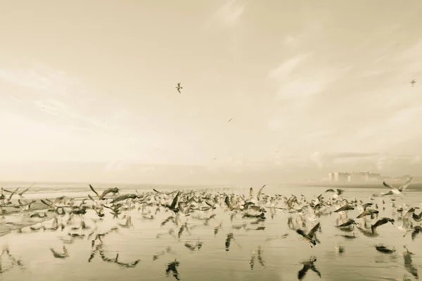 Πουλιά Που Πετούν Πάνω Από Τον Ωκεανό — Φωτογραφία Αρχείου