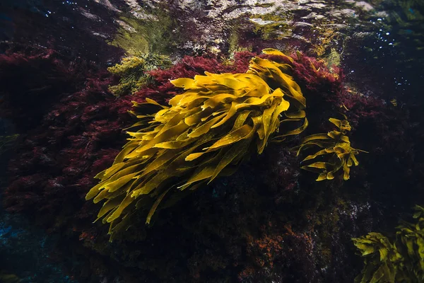 Red and brown New Zealand seaweeds, Intertidal Zone, Poor Knights Island Marine Reserve, New Zealand