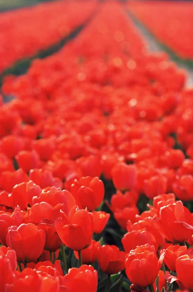 Rote Tulpen Einer Reihe — Stockfoto