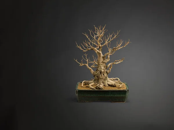 Studioaufnahme Eines Nackten Bonsai Baumes Pflanztopf — Stockfoto