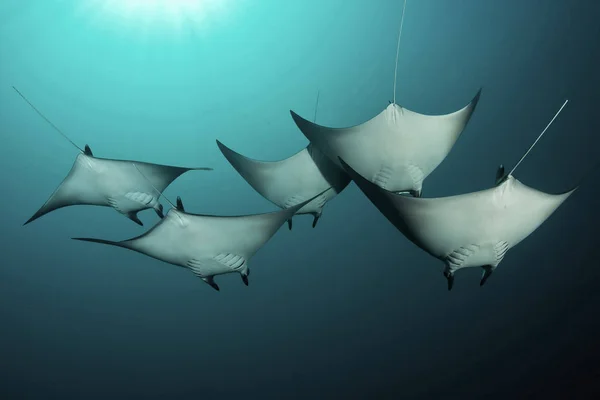 Manta rays underwater — Stock Photo, Image