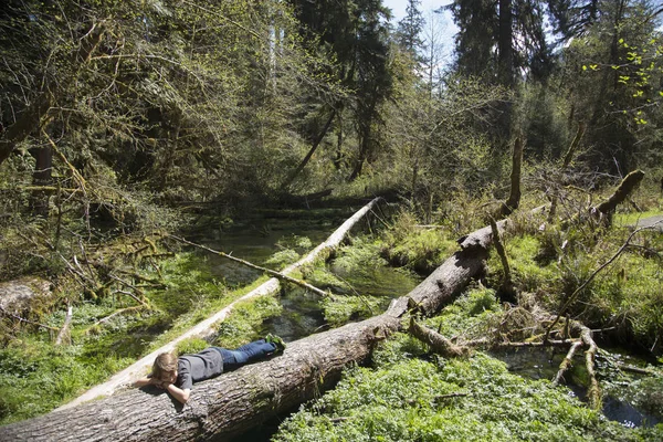 オリンピック国立公園 Hoh Rainforest Washington State Usa — ストック写真