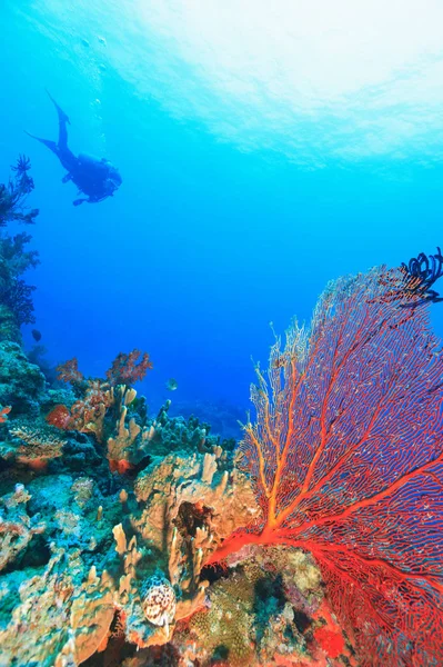 Potápěč Plave Korálovém Útesu — Stock fotografie