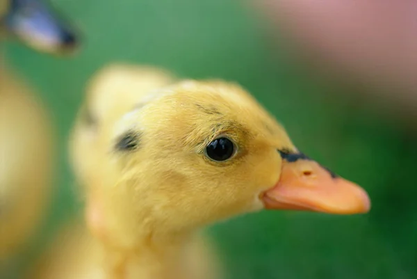 Head of a duckling — Stock Photo, Image