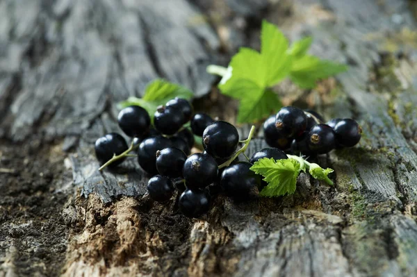 Grosellas Negras Hojas Corteza Árbol — Foto de Stock