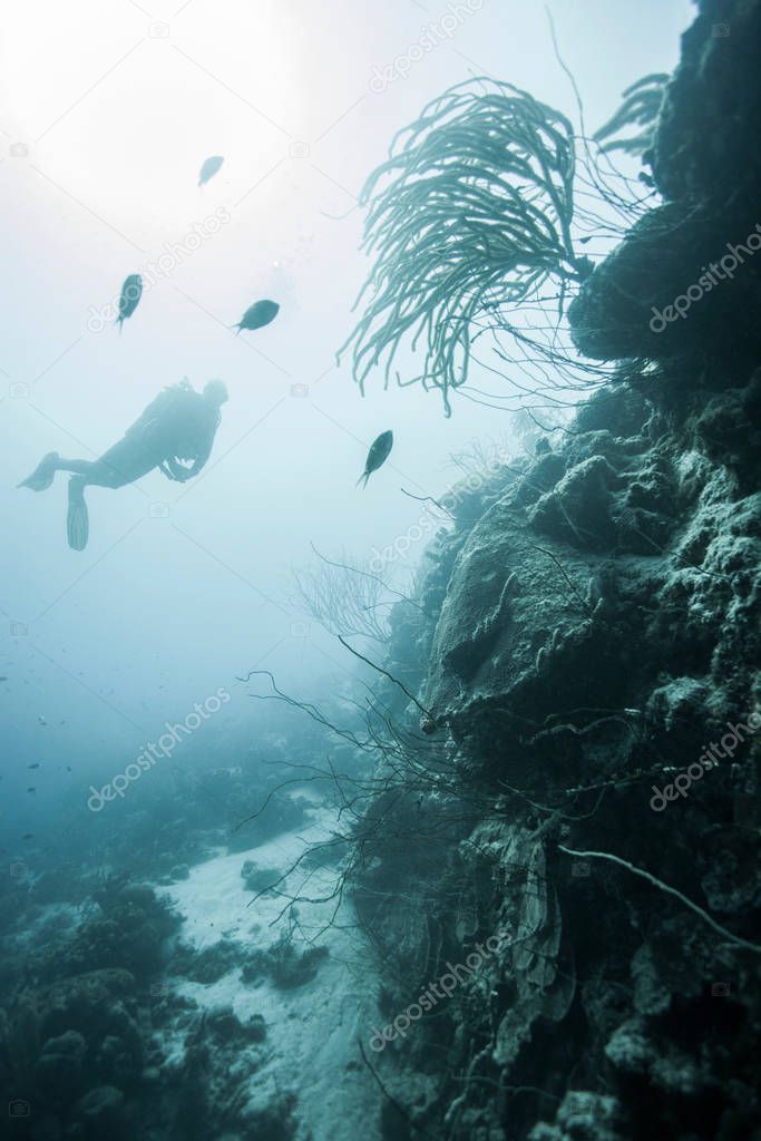 Diver examining underwater reef