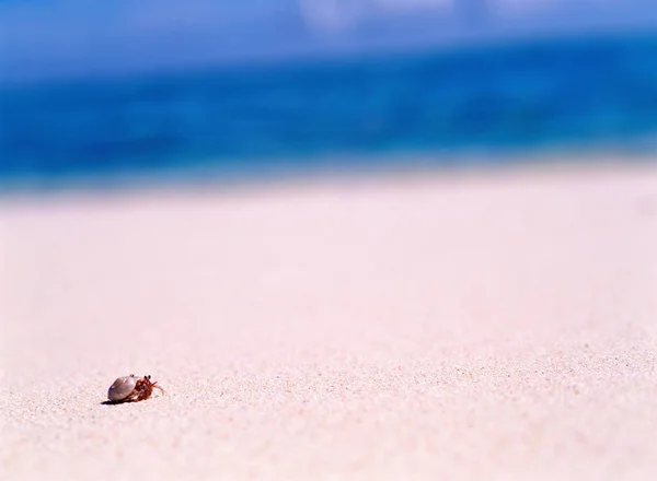 Hermit Crab Beach — Stock Photo, Image