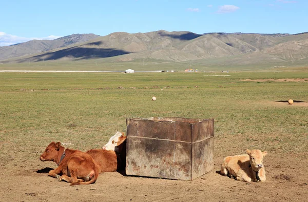 モンゴルの畑に牛が休んでいる — ストック写真