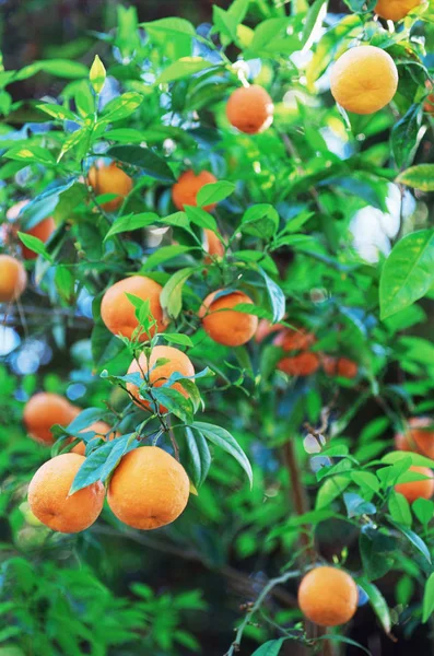 Drzewo Pomarańczowe Zbliżenie — Zdjęcie stockowe