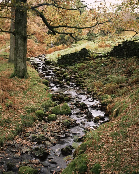 Herfstbeekje Bergen — Stockfoto