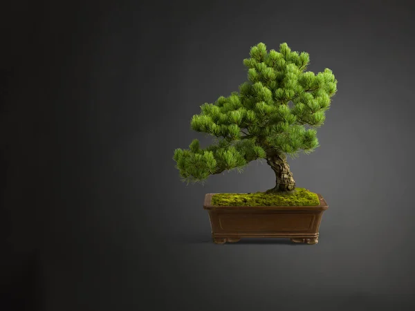 Studioaufnahme Eines Bonsai Baumes Rechteckigen Pflanztopf — Stockfoto