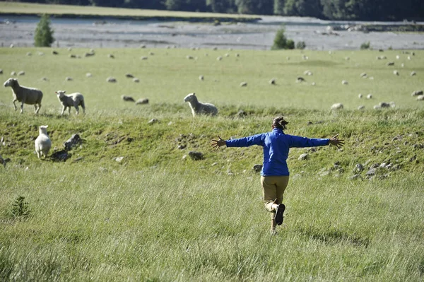 羊のいる畑を走る女 — ストック写真