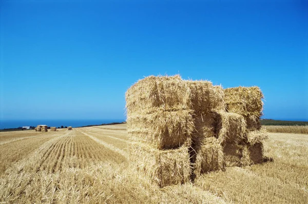 Balen hooi in een veld — Stockfoto