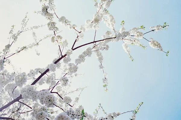 Flor Blanca Árbol — Foto de Stock